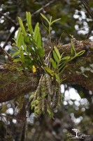 Dendrobium heterocarpum Wall. ex Lindl.